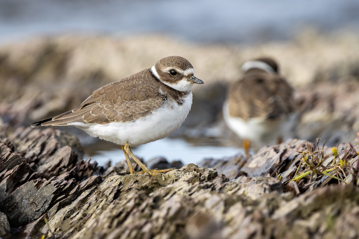 Semipalmated Plover - ML364581501