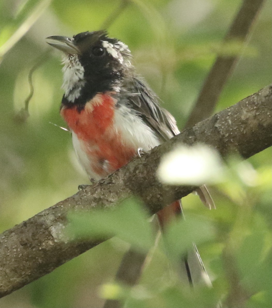 Red-breasted Chat - ML364582141