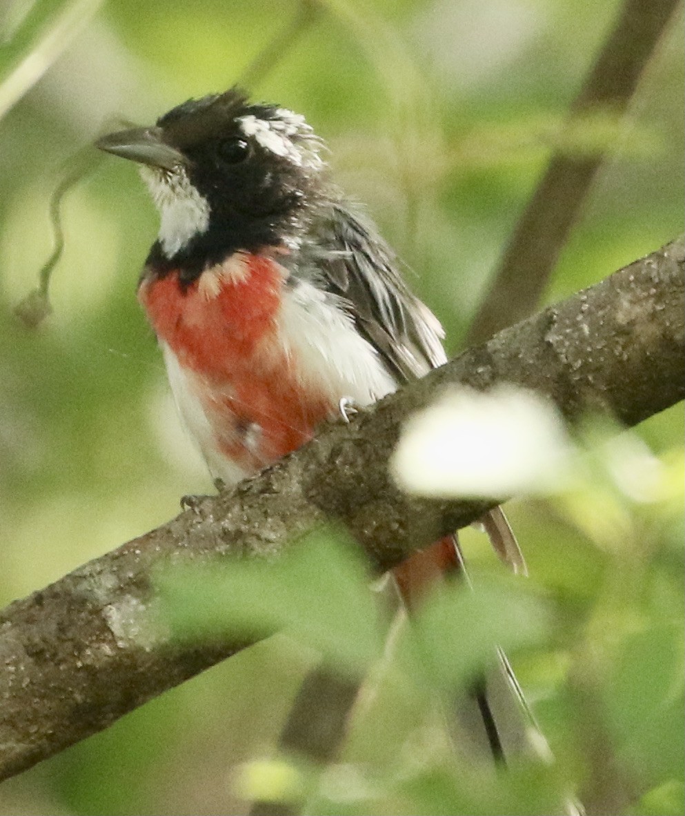 Red-breasted Chat - ML364582151