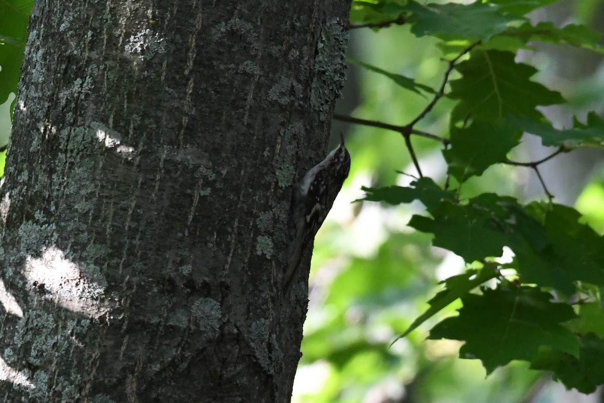 Brown Creeper - Barry Blust