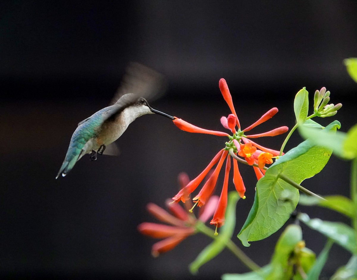 Ruby-throated Hummingbird - jerry pruett