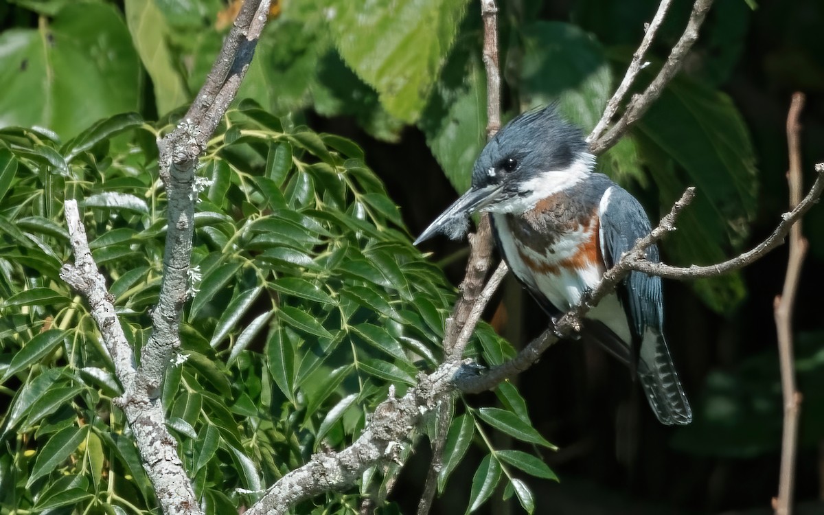 Belted Kingfisher - ML364590081