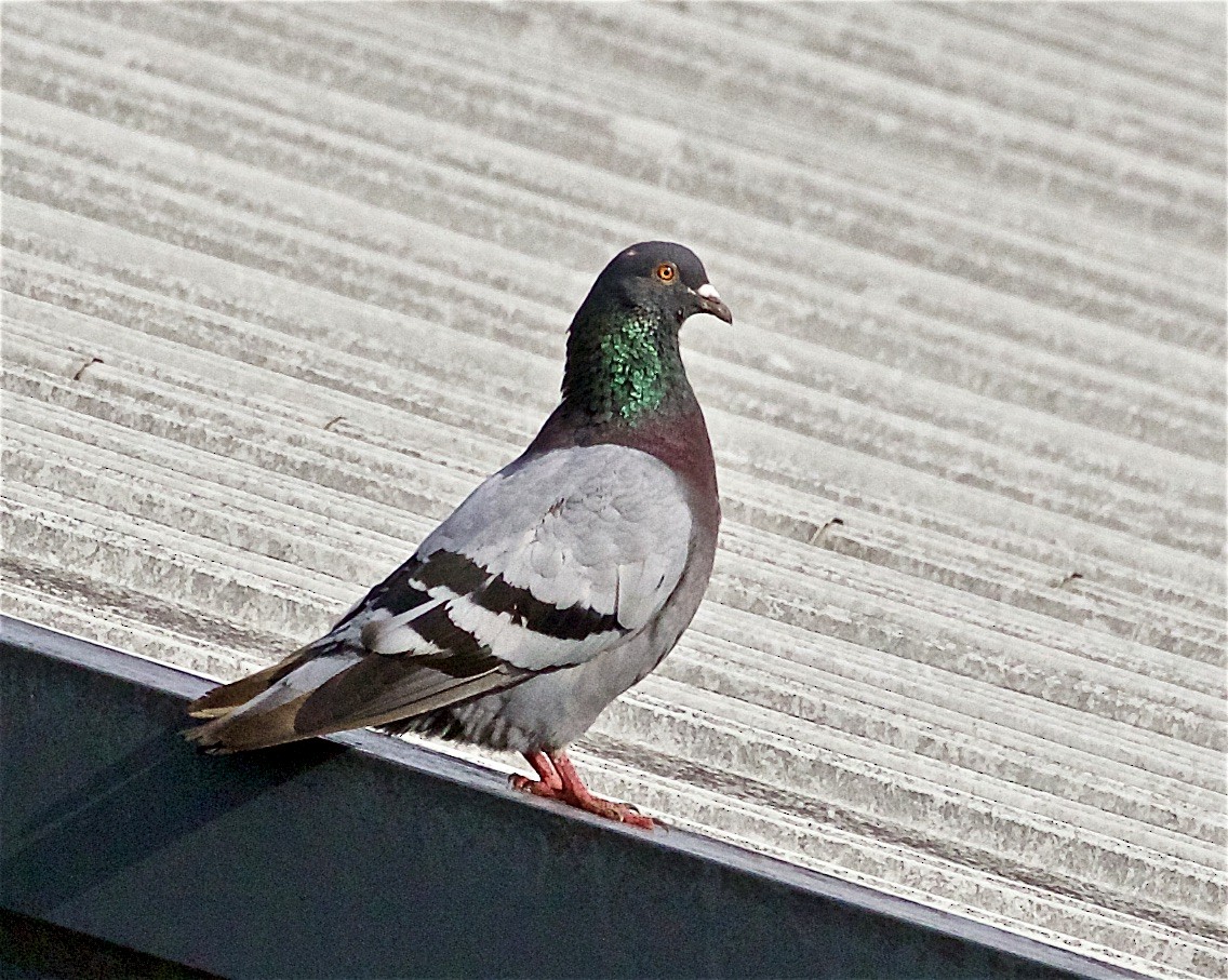 Rock Pigeon (Feral Pigeon) - ML364597461