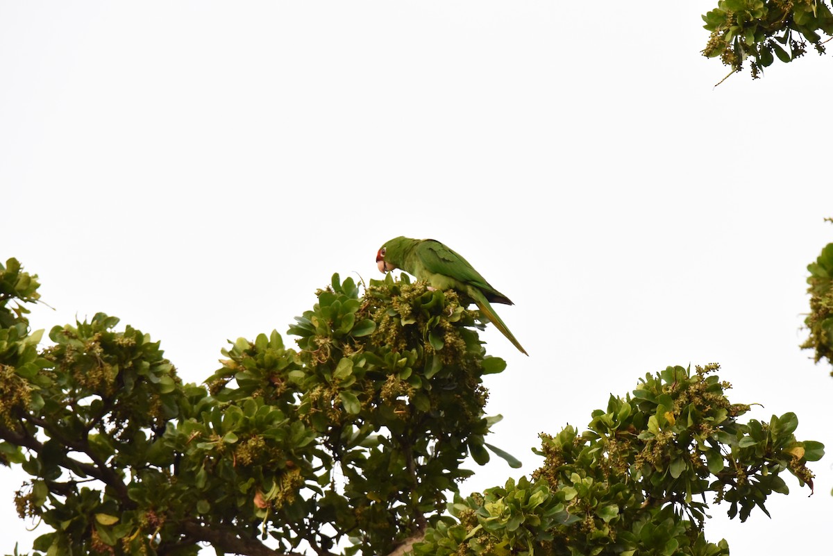 Scarlet-fronted/Cordilleran Parakeet - Alberto Hernandez