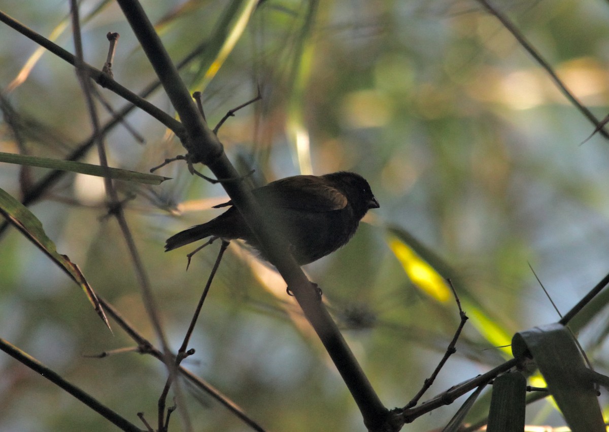Yellow-shouldered Grassquit - Gil Ewing