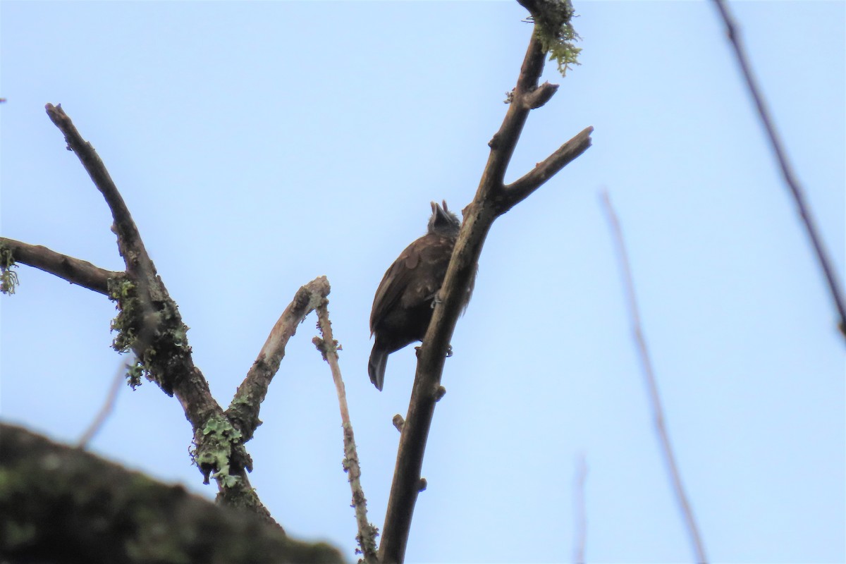 Trauerbartvogel (cinereiceps) - ML364603781