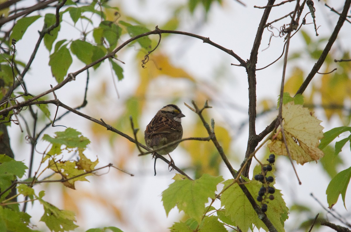 White-throated Sparrow - Iain Rayner