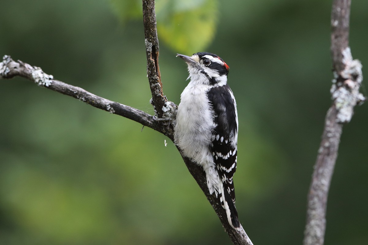 Downy Woodpecker - ML364604591
