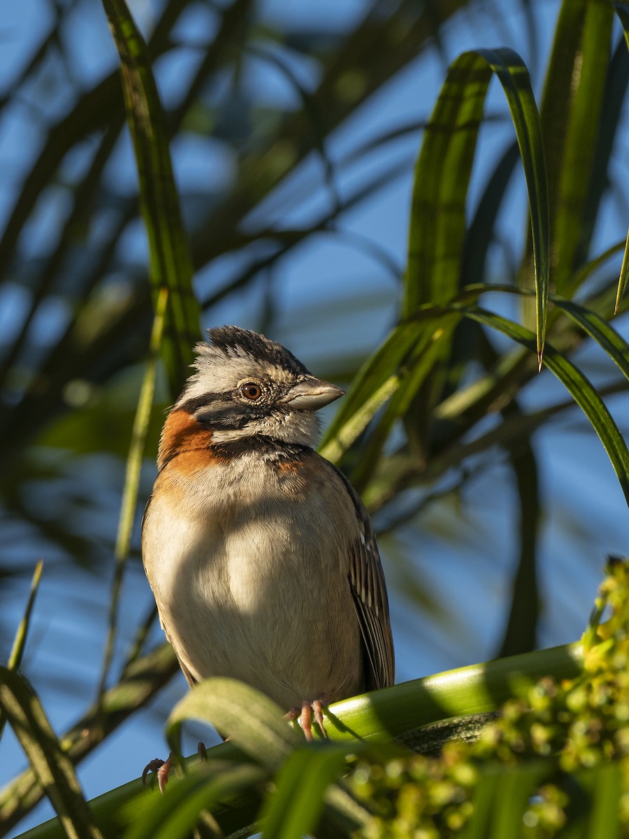 Rufous-collared Sparrow - ML364608451