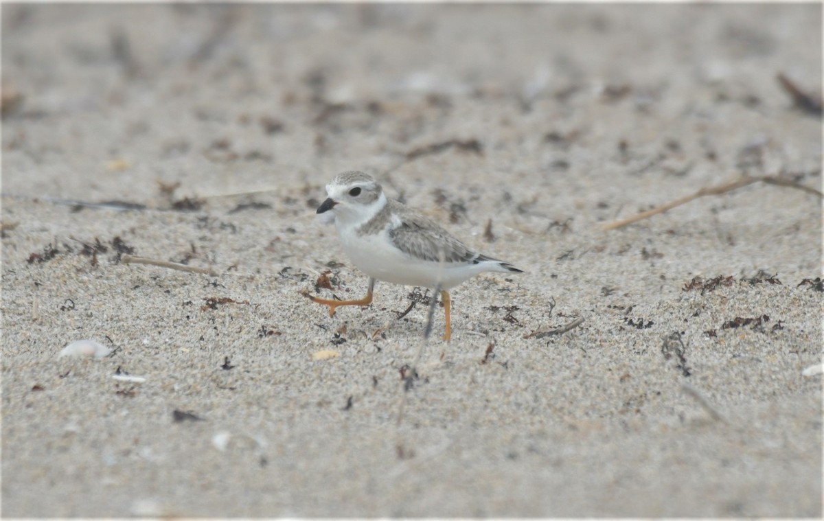 Piping Plover - Kenny Miller