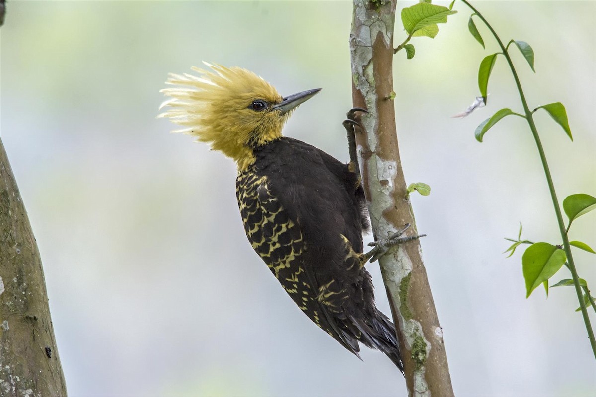 Blond-crested Woodpecker - Marco Silva