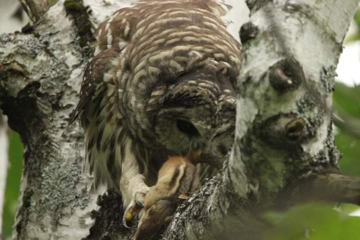 Barred Owl - Abraham Bowring