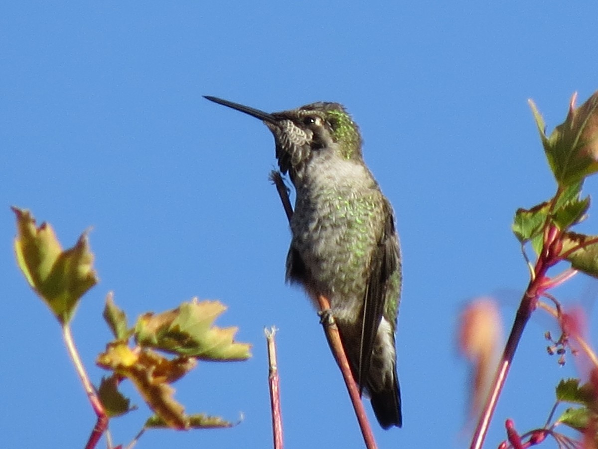 Anna's Hummingbird - Susan Daugherty