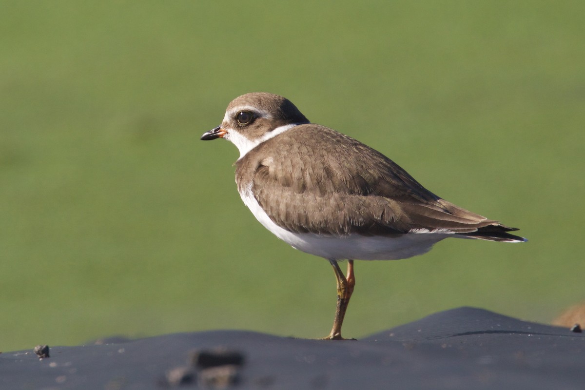 Semipalmated Plover - ML364636421