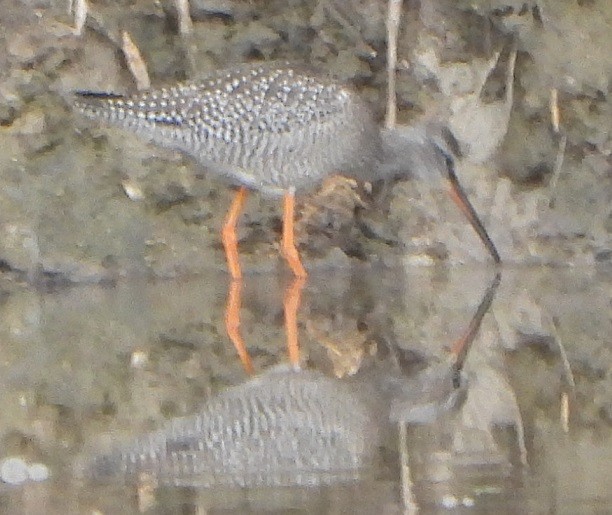 Spotted Redshank - ML364636791