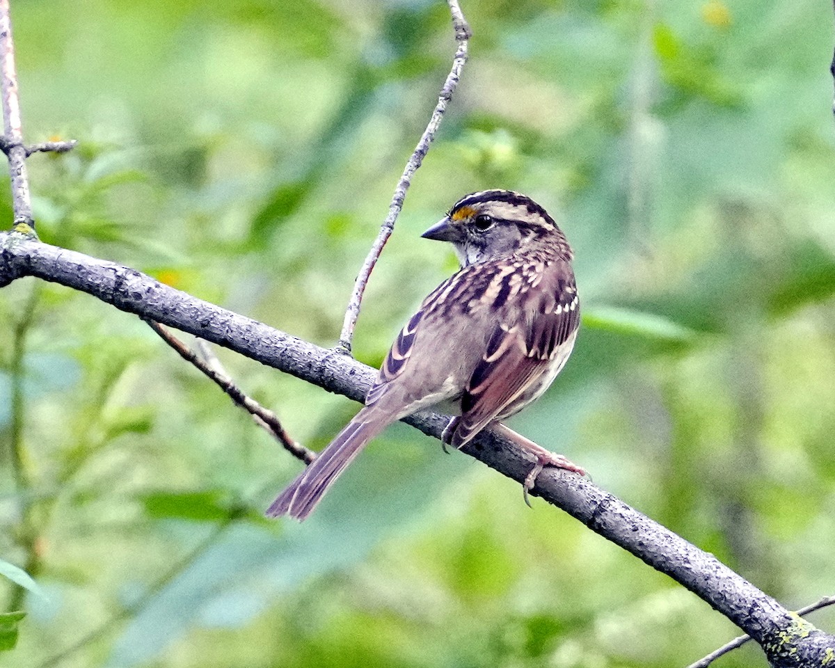 White-throated Sparrow - Thomas Burns