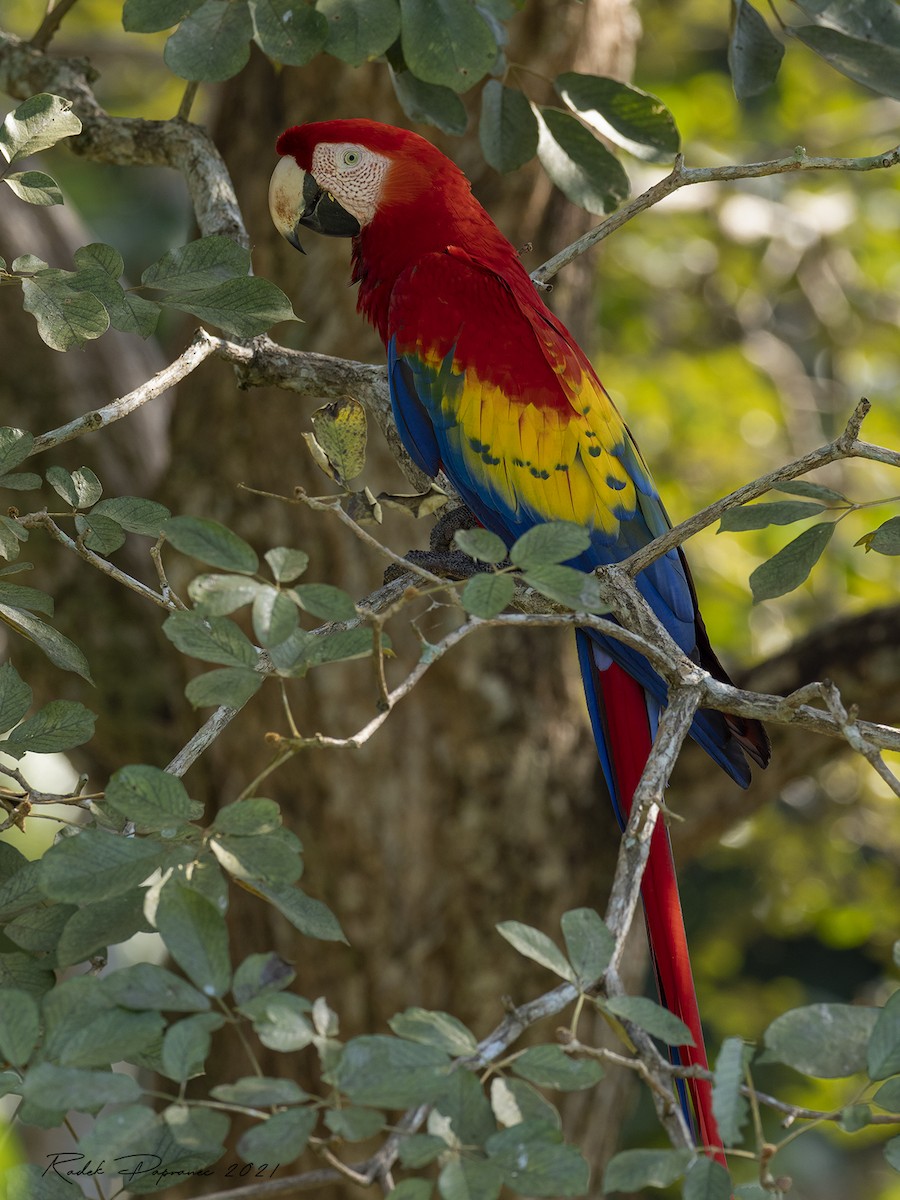 Scarlet Macaw - ML364645851