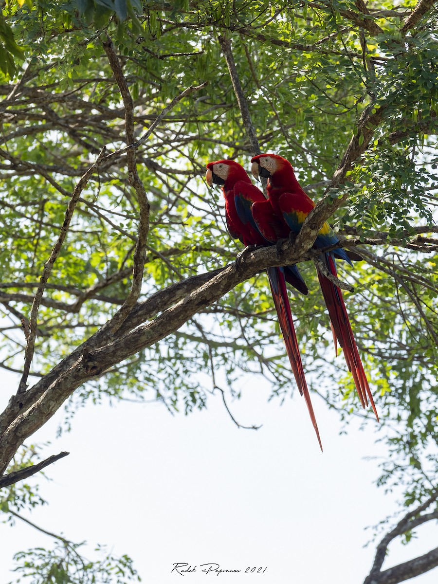 Scarlet Macaw - Radek Papranec