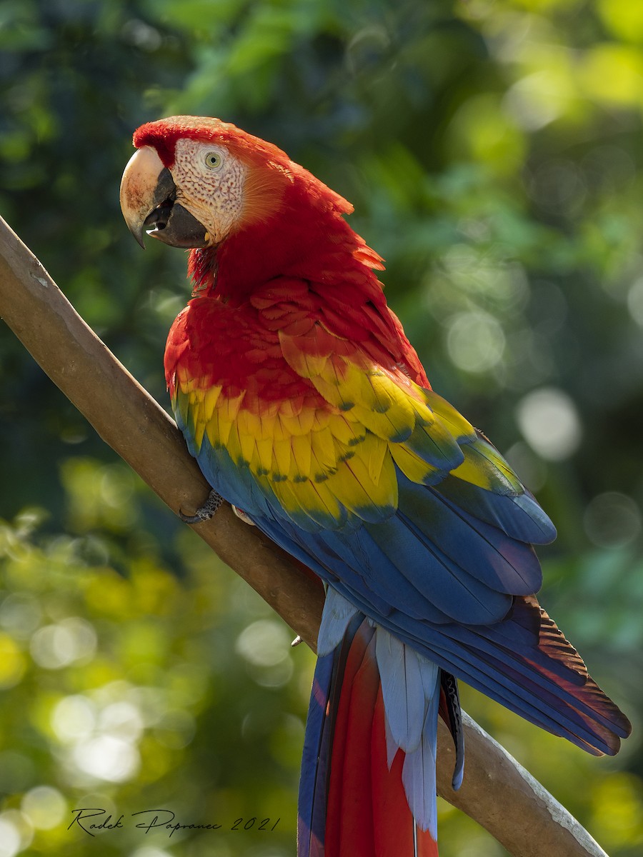 Scarlet Macaw - ML364646031
