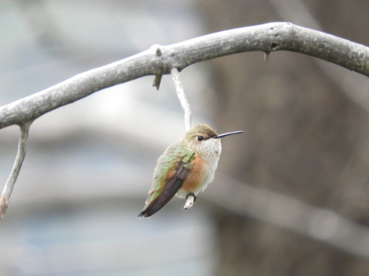 Rufous Hummingbird - Richard Payne