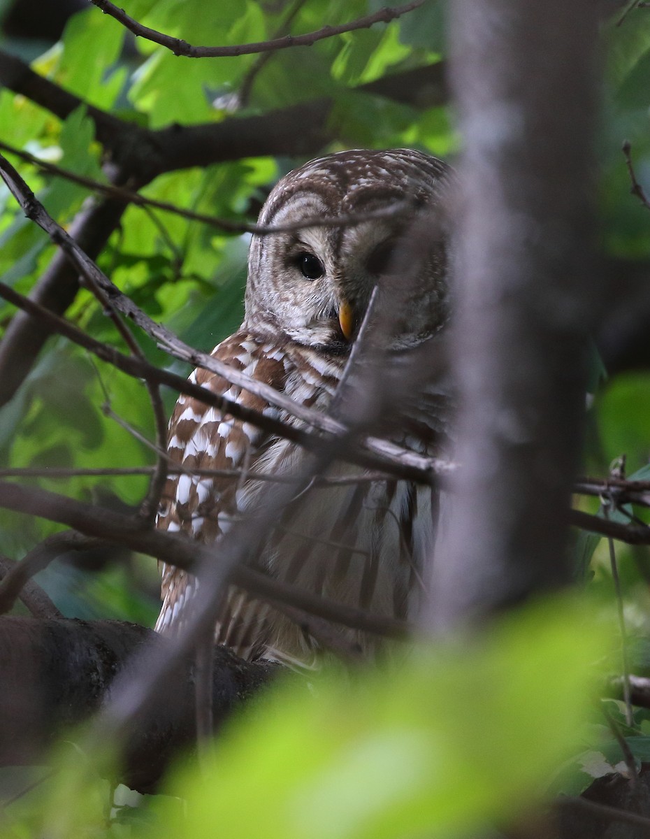 Barred Owl - ML36465961