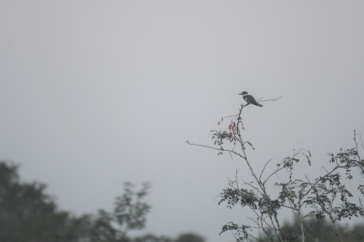 Belted Kingfisher - ML364660051