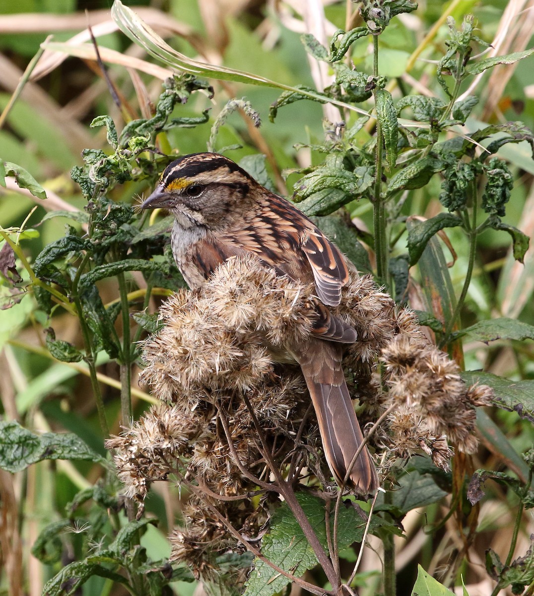White-throated Sparrow - ML36466241