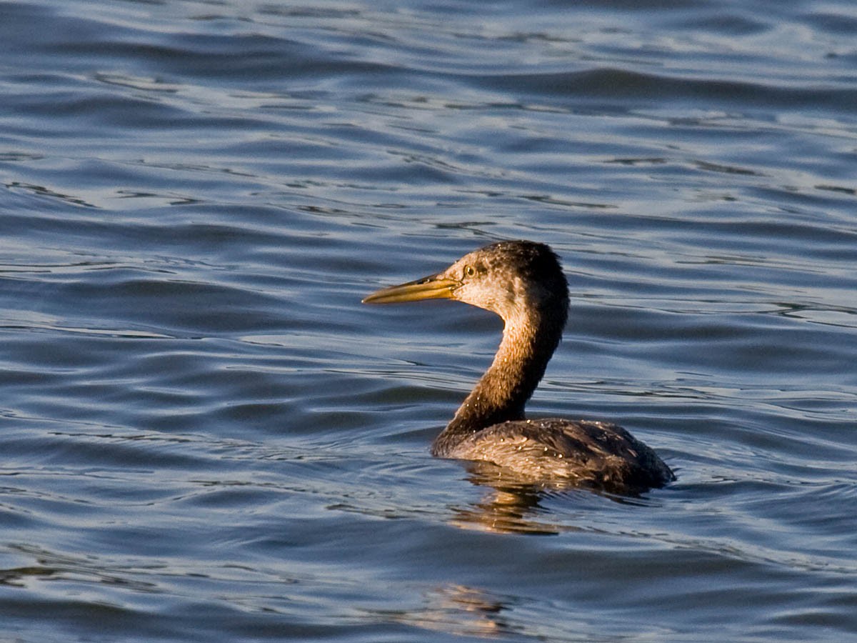 Red-necked Grebe - ML36466571