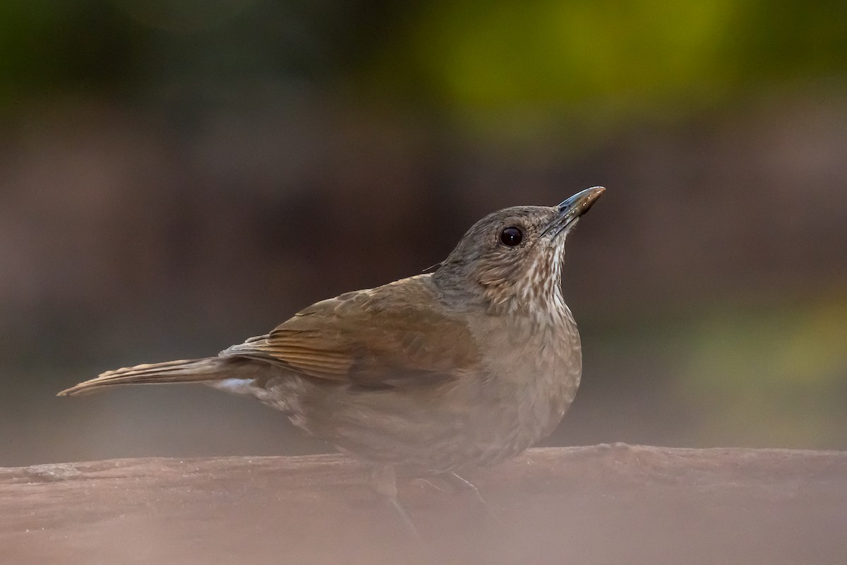 Pale-breasted Thrush - ML364674491