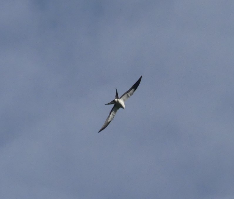 Swallow-tailed Kite - Shelia Hargis