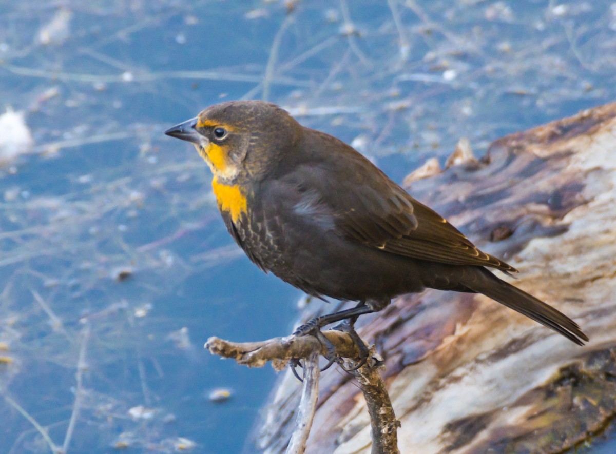 Yellow-headed Blackbird - Jim Merritt