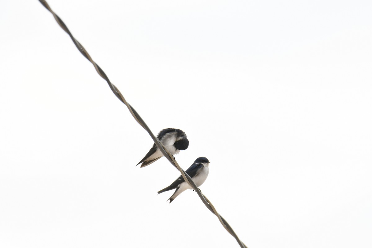Chilean Swallow - ML364684051
