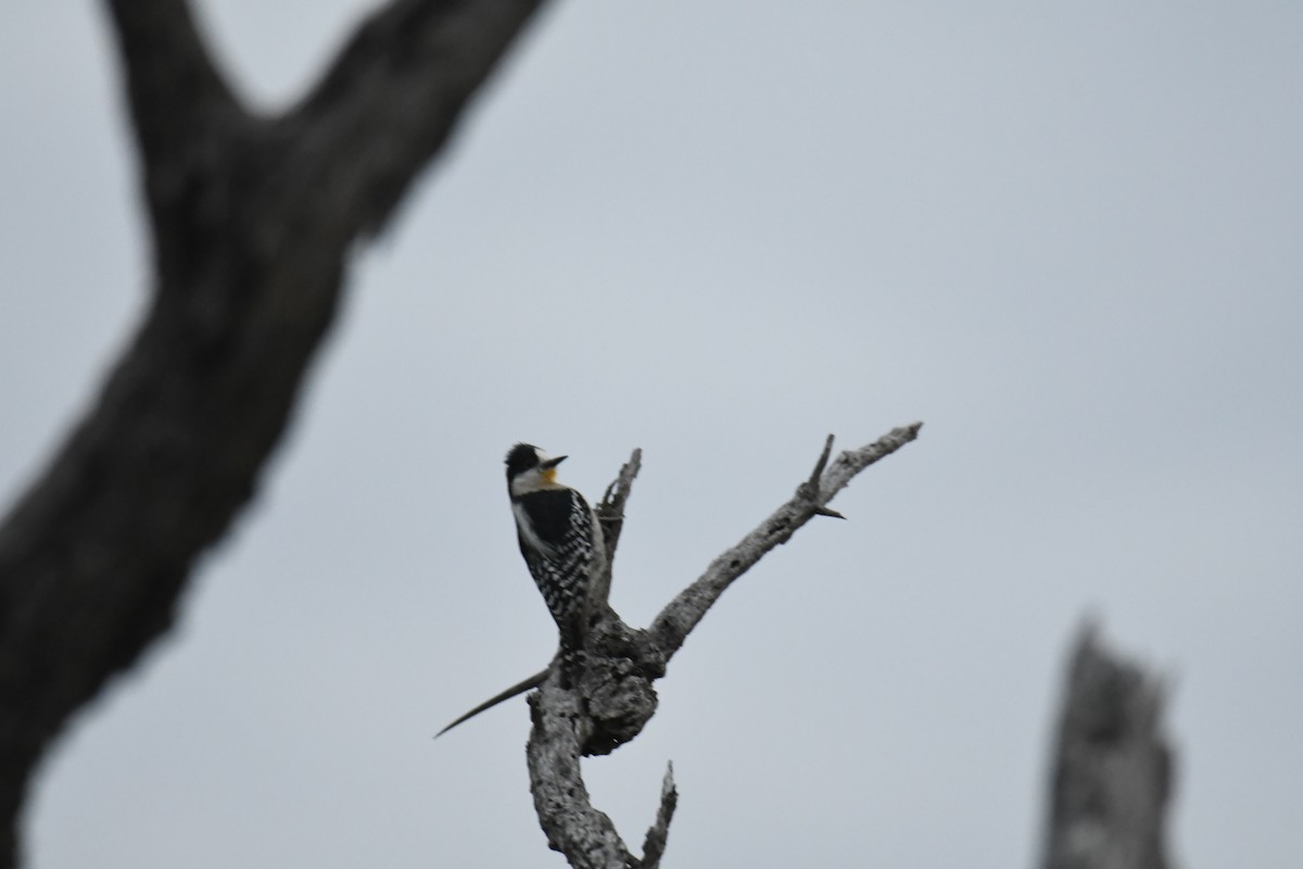 White-fronted Woodpecker - ML364685891