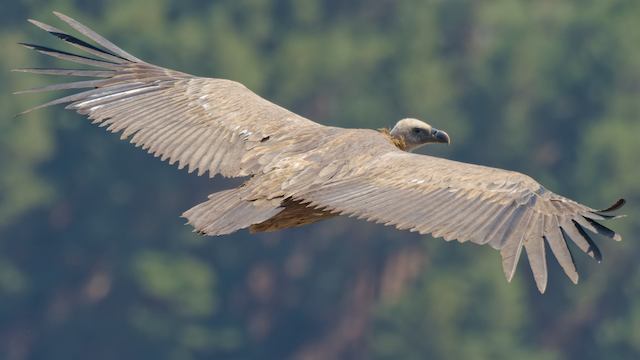 Formative Eurasian Griffon undergoing Second Prebasic Molt (subspecies <em class="SciName notranslate">fulvus</em>). - Eurasian Griffon - 