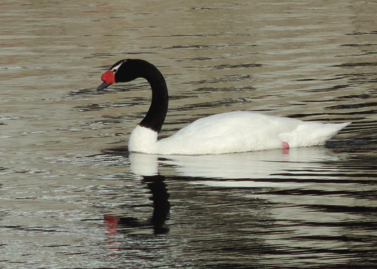 Black-necked Swan - Laurie Koepke