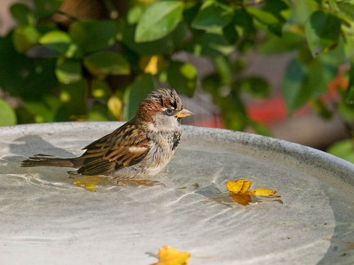 House Sparrow - ML36470181