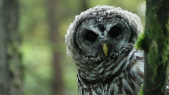 Barred Owl - ML364702861