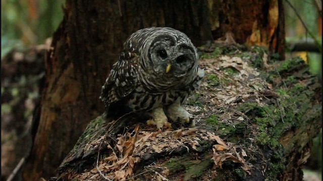Barred Owl - ML364702891