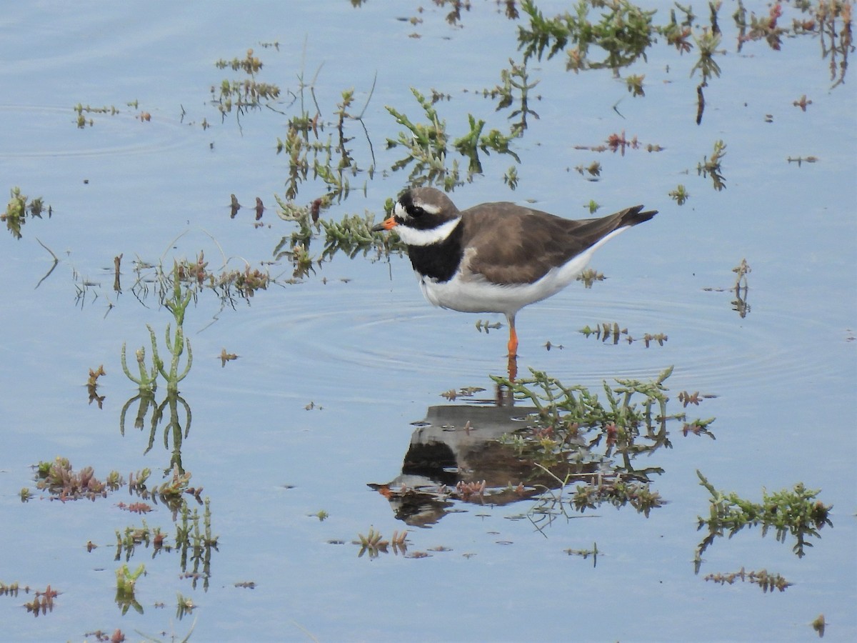 Common Ringed Plover - ML364703711