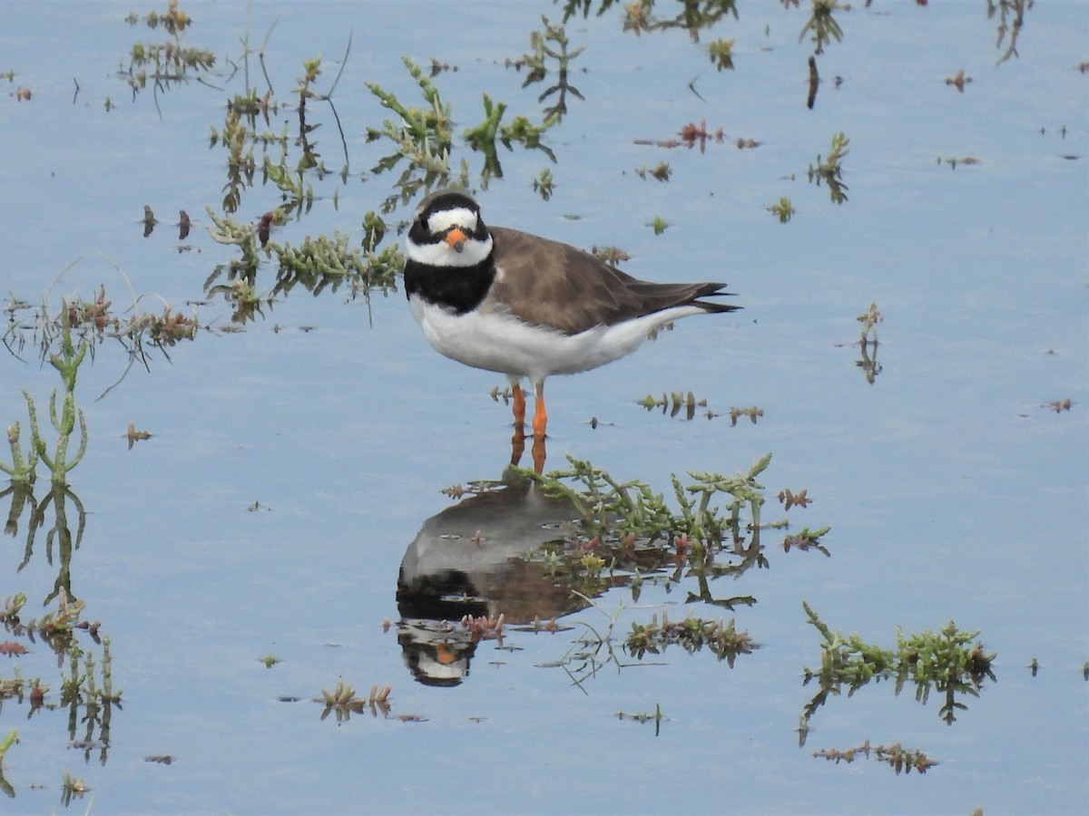 Common Ringed Plover - ML364703821