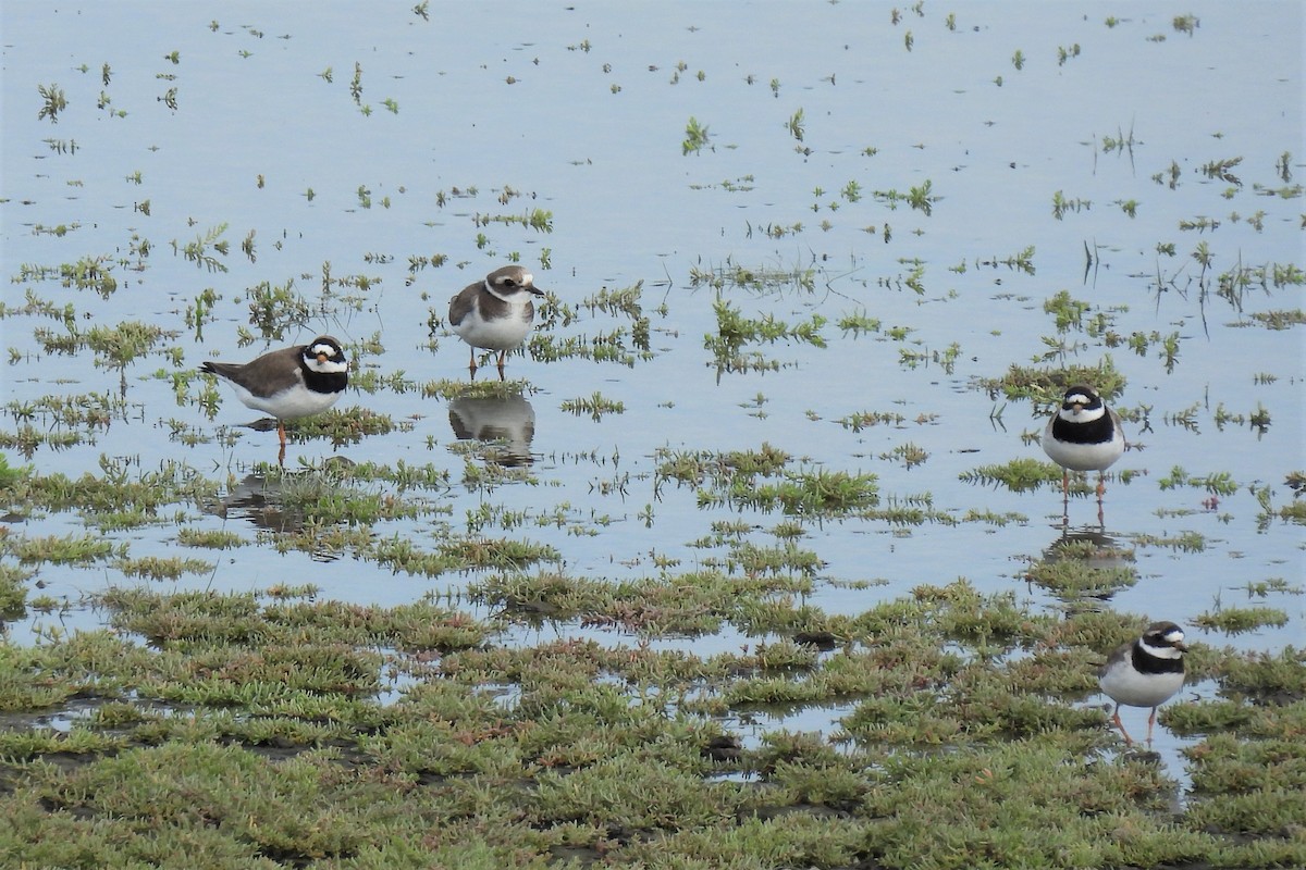 Common Ringed Plover - ML364704341