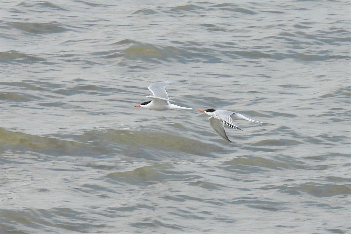 Common Tern - Joren van Schie