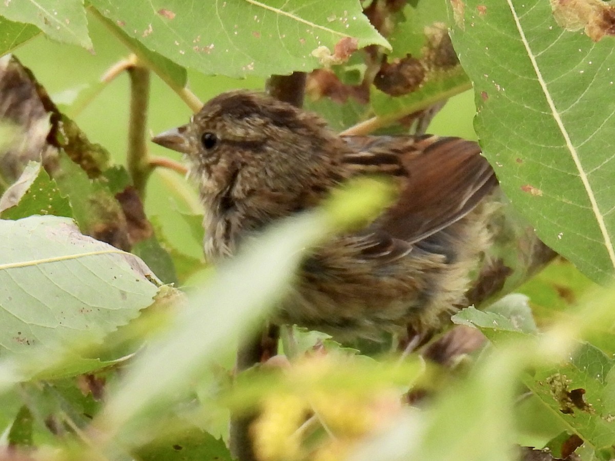 Swamp Sparrow - ML364705371