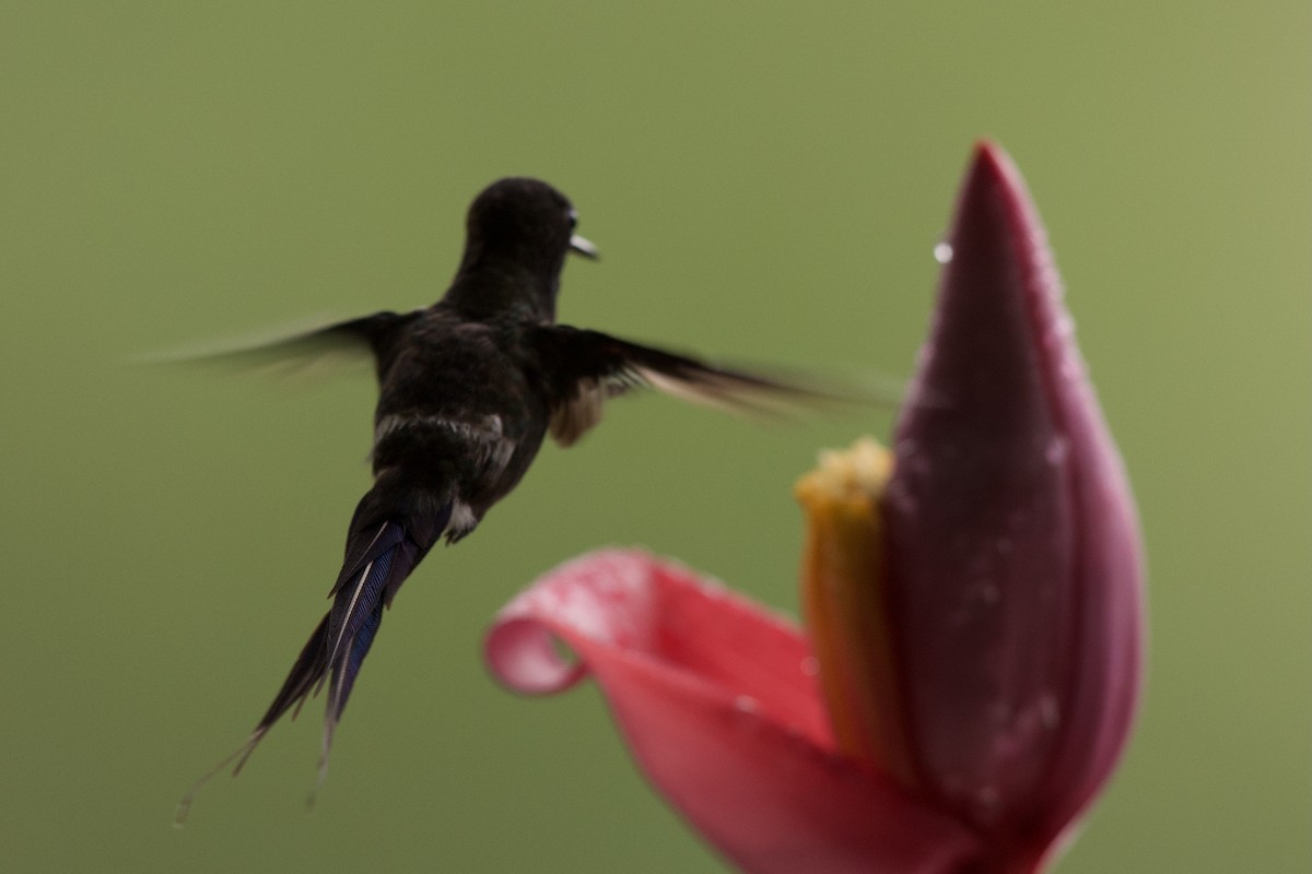 kolibřík trnoocasý - ML364707211