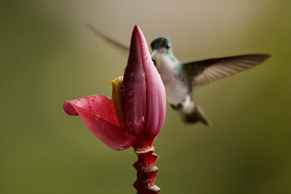 kolibřík andský - ML364707671