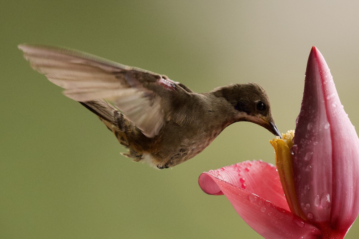 kolibřík fialovouchý - ML364708131
