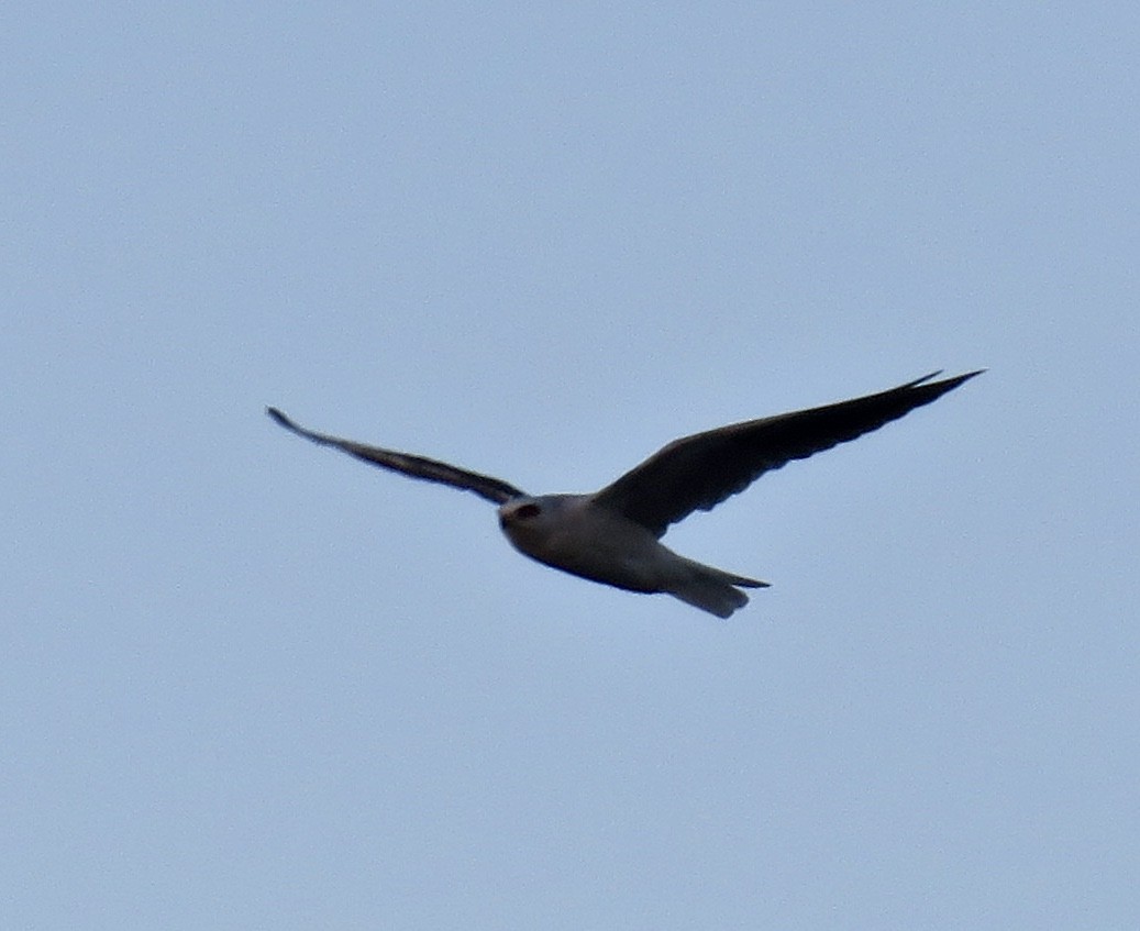 White-tailed Kite - ML36470971