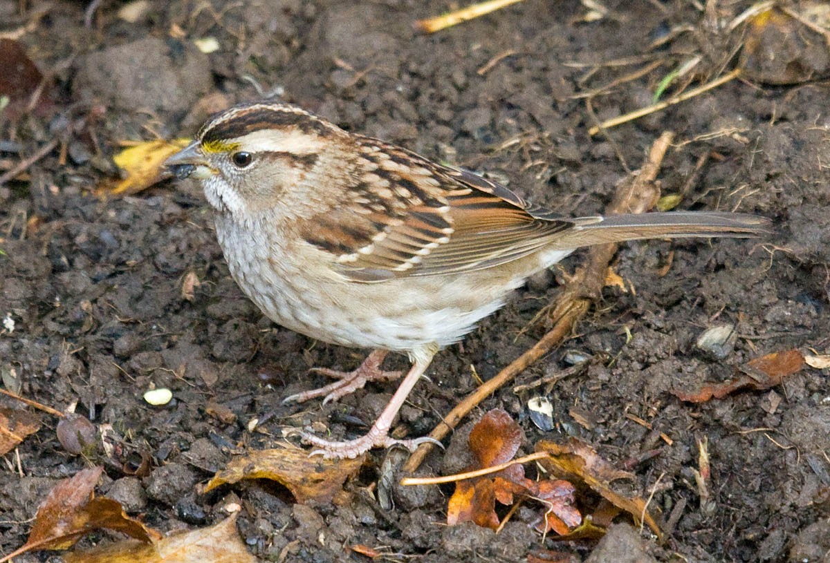 White-throated Sparrow - ML36471761