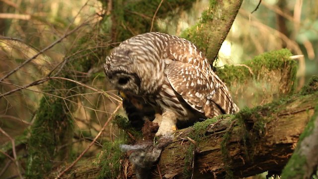 Barred Owl - ML364718281