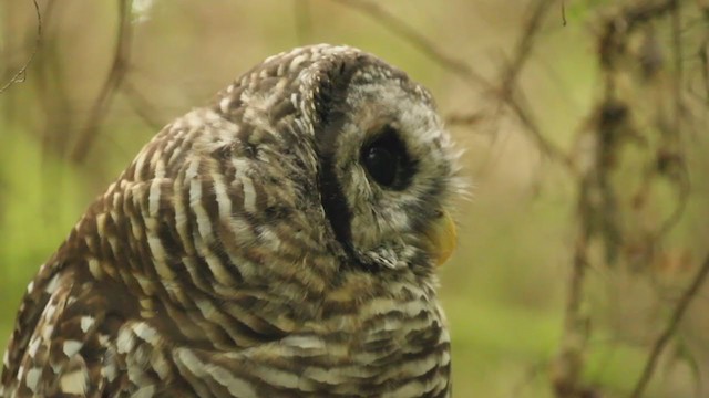 Barred Owl - ML364719231